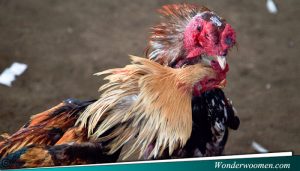 Taruhan Online Sabung Ayam Terpercaya s128