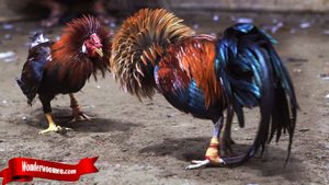 Ciri Khas Teknik Bongkar Dari Ayam Bangkok