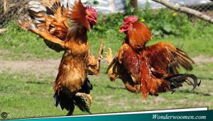 Agen Sabung Ayam Online Terpercaya 2019