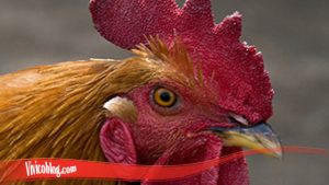 Pelajari Cepat Proses Penyembuhan Mata Ayam S128